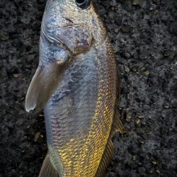 2025年初ゲット!