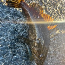 根魚ライトゲーム