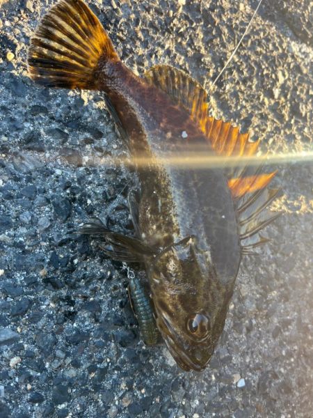 根魚ライトゲーム