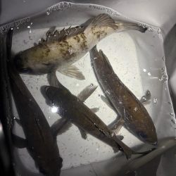 アフターメバル