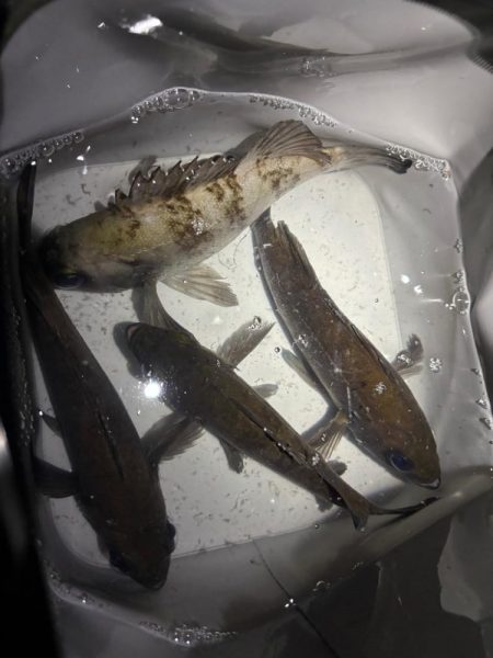 アフターメバル