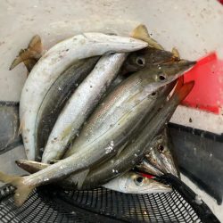 朝マズメのカマス釣りで20匹GET