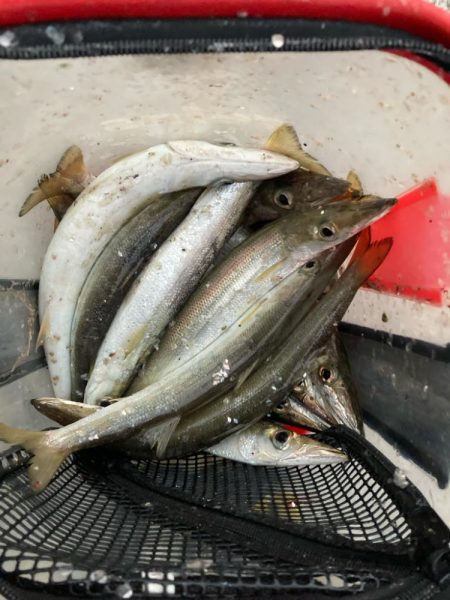 朝マズメのカマス釣りで20匹GET