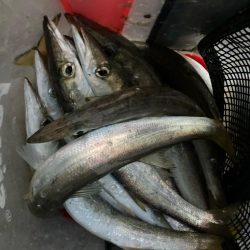 朝マズメのカマス釣りで15匹GET