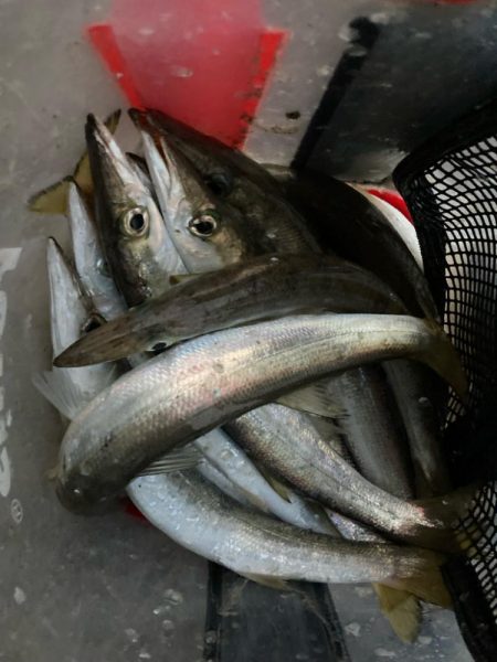 朝マズメのカマス釣りで15匹GET