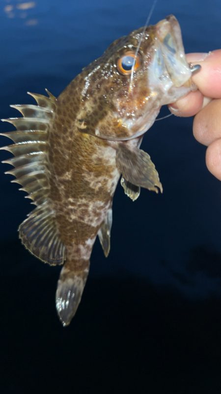 アジング日和♪