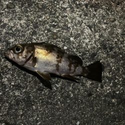 メバルいないかなー？