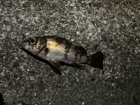 メバルいないかなー？