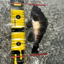 今年初のメバルちゃん