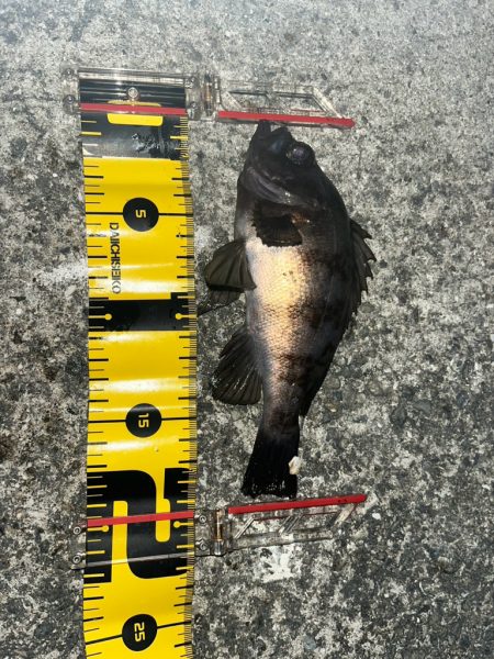 今年初のメバルちゃん