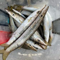 朝マズメのカマス釣りで23匹GET