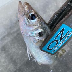 朝マズメのアジ釣りで25匹GET