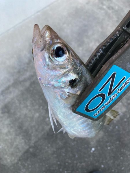 朝マズメのアジ釣りで25匹GET