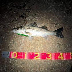 一時間だけのタイムアタック