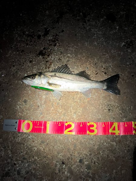 一時間だけのタイムアタック