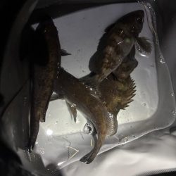 今年の初プラグ釣果