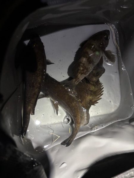 今年の初プラグ釣果