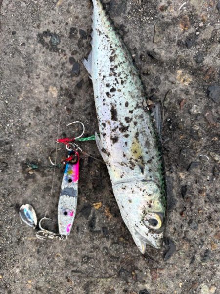 久しぶりのヒット