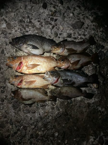 東二見メバル13