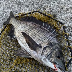 ヘチってきました