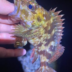 メバルを探して…