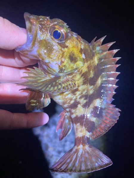 メバルを探して…