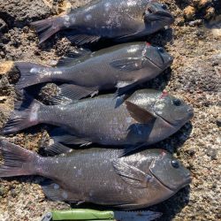 地磯でクロ釣り