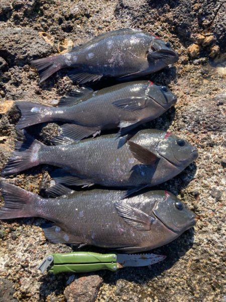 地磯でクロ釣り
