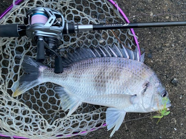 爆風チニング！