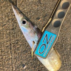 朝マズメにジャンボカマスGET