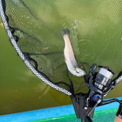 八尾の久宝寺でプールトラウト