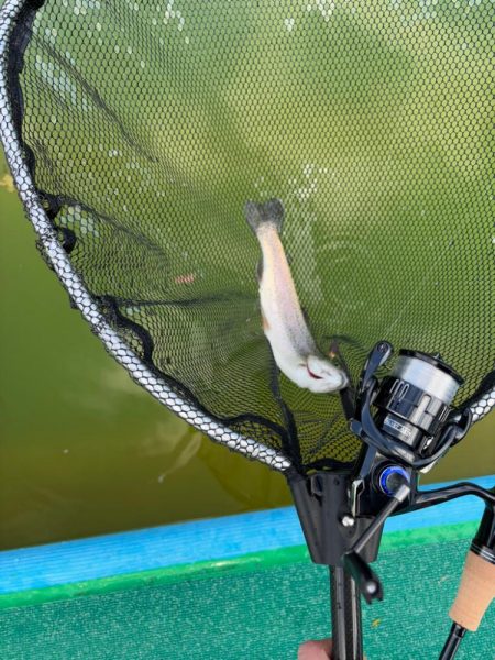 八尾の久宝寺でプールトラウト