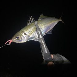 アジングつ抜け