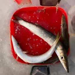 朝マズメのカマス釣りで3匹GET