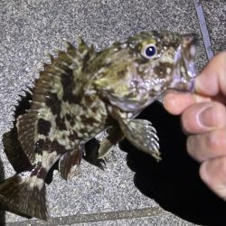 ガシリング釣れました♪