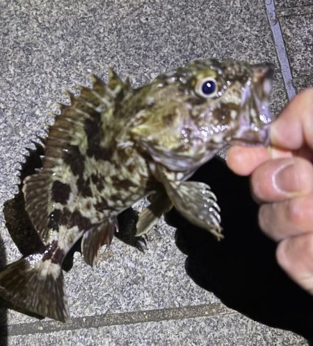 ガシリング釣れました♪