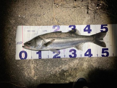 シーバスフィッシング