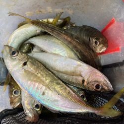 朝マズメのアジ釣りで尺オーバーGET