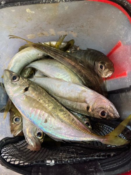 朝マズメのアジ釣りで尺オーバーGET