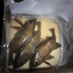 早朝メバリング