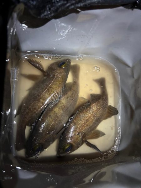 早朝メバリング