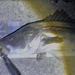 nanaoさんのおかげで2025年一発目のシーバスを頂きました！