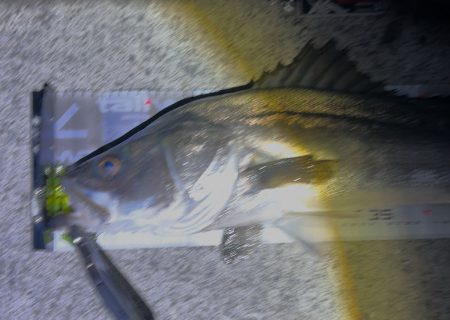 nanaoさんのおかげで2025年一発目のシーバスを頂きました！