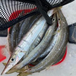 朝マズメのカマス釣りで9匹GET