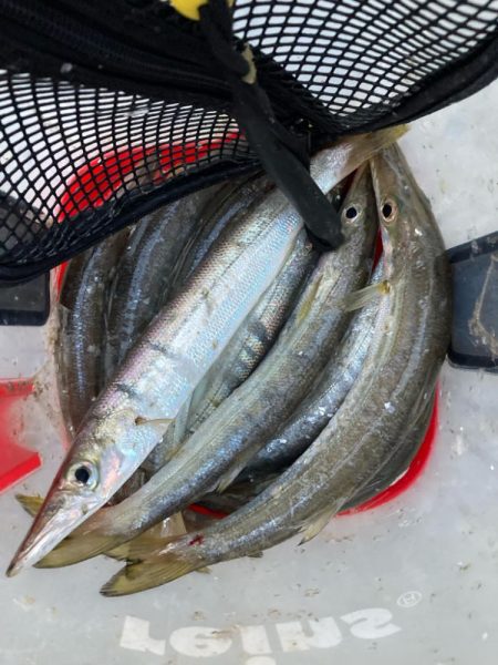 朝マズメのカマス釣りで9匹GET