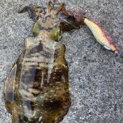 久しぶりのアオリ