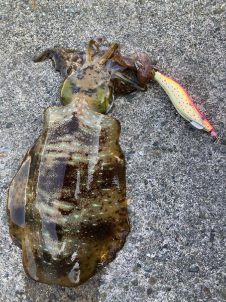 久しぶりのアオリ