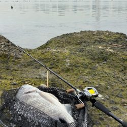 生命感がすごい淀川