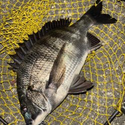 ヘチってきました