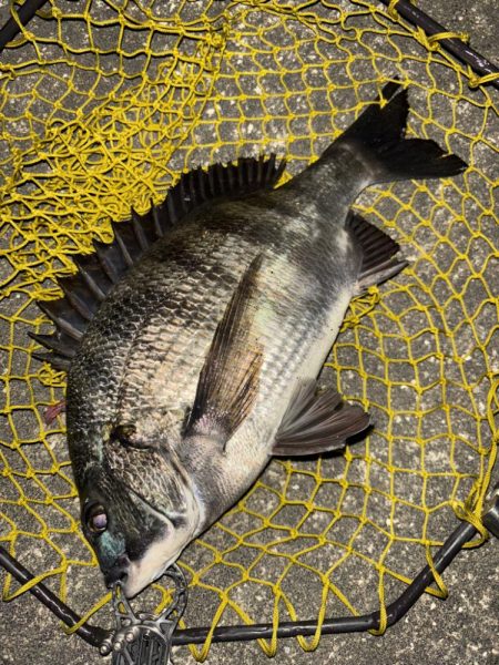 ヘチってきました